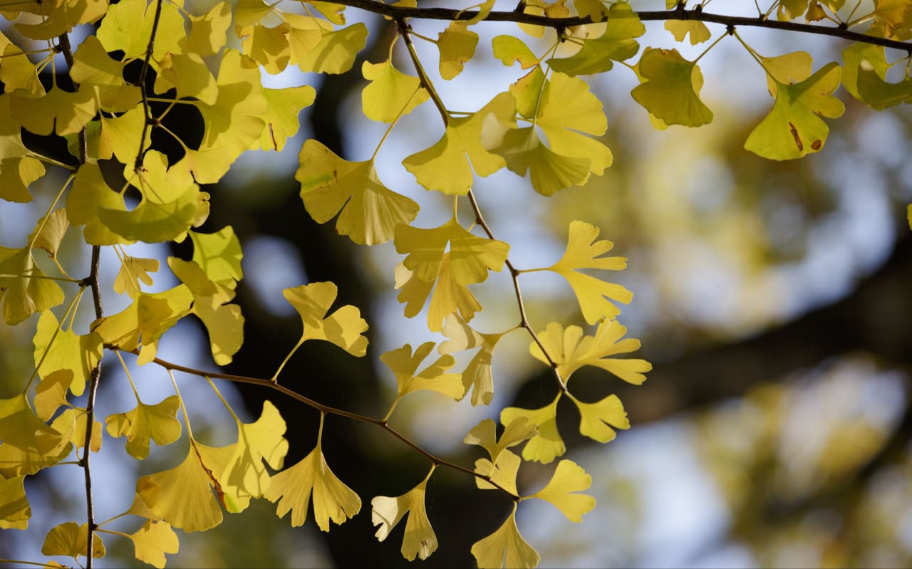 Quels sont les bienfaits du Ginkgo ?