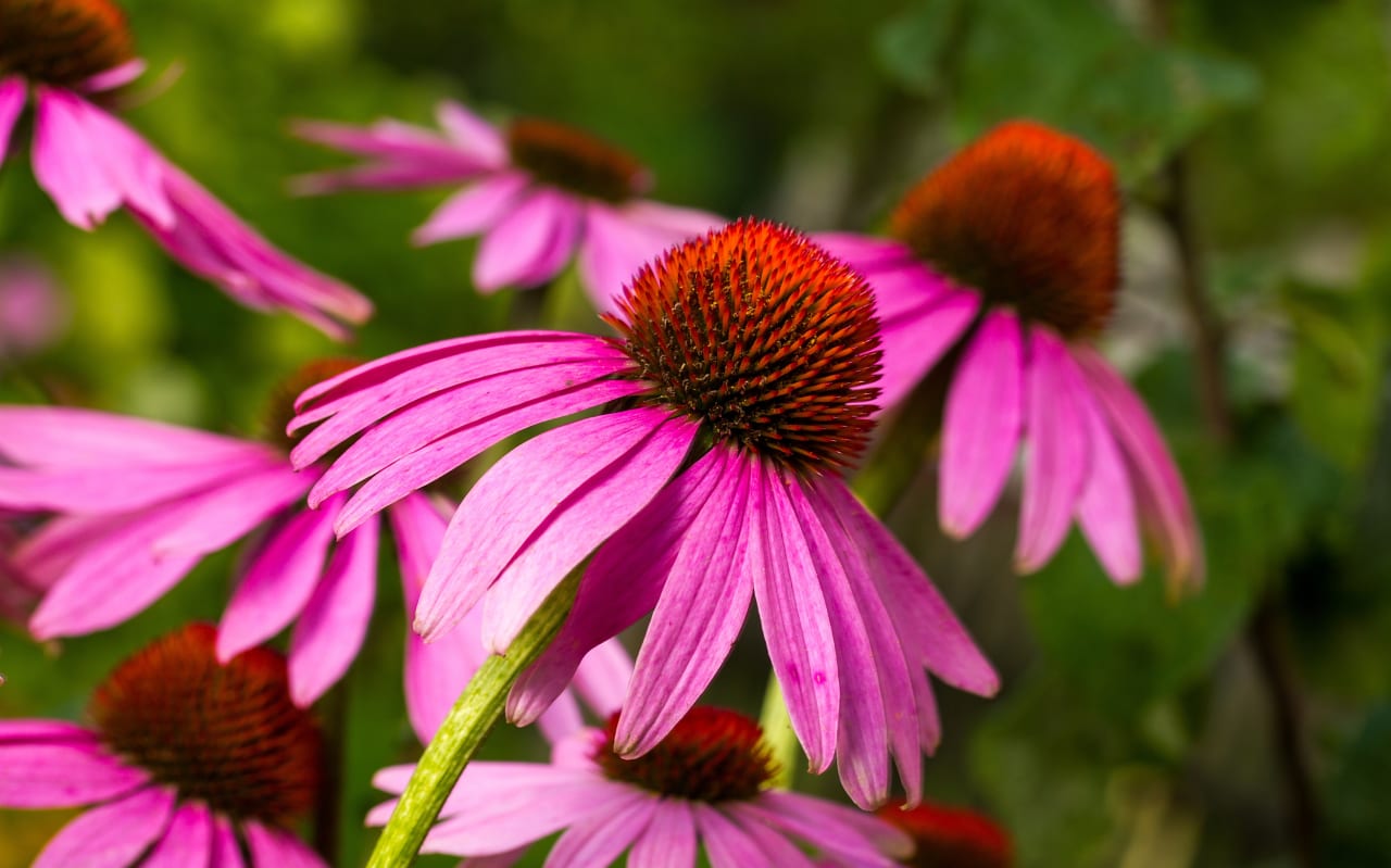Qu'est-ce que l'Echinacea ?