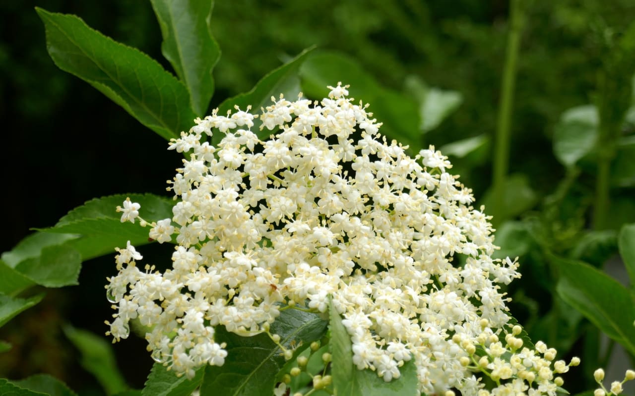Elderflower: Definition, Properties, and Benefits
