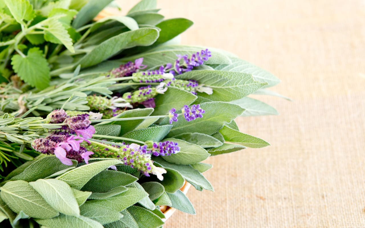 La Cataire (Nepeta cataria) : origines, bienfaits et conseils pratiques