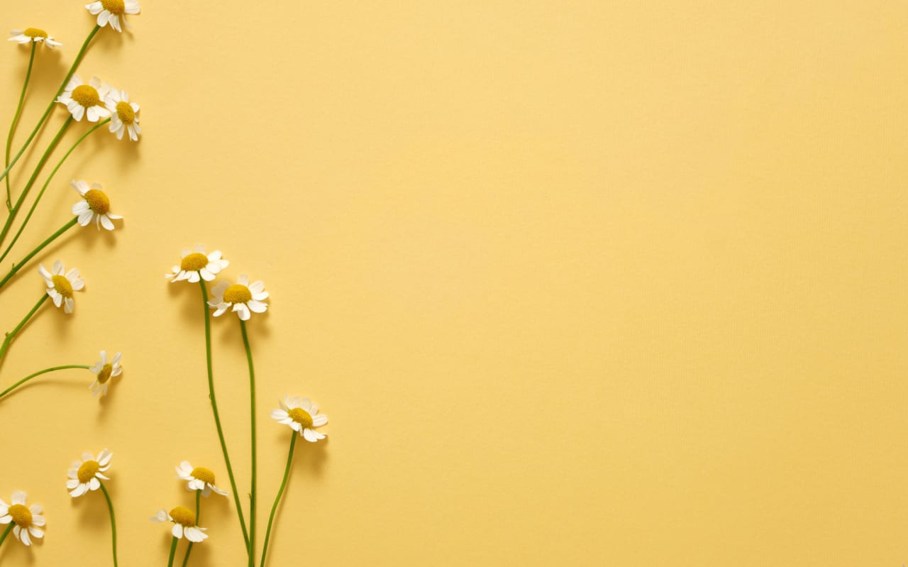 Grande camomille (Tanacetum parthenium) : définition, propriétés et bienfaits