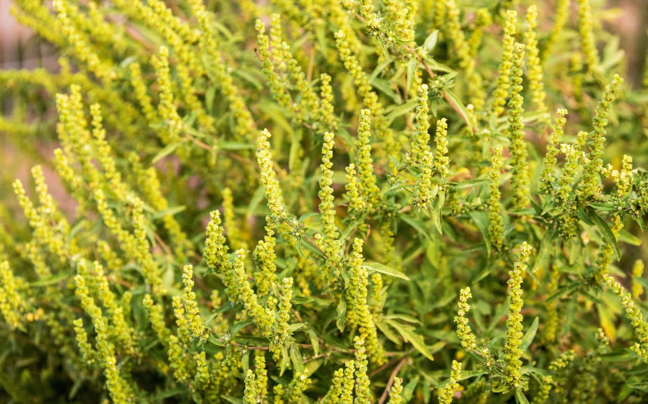 Allergie Ambroisie : causes et symptômes