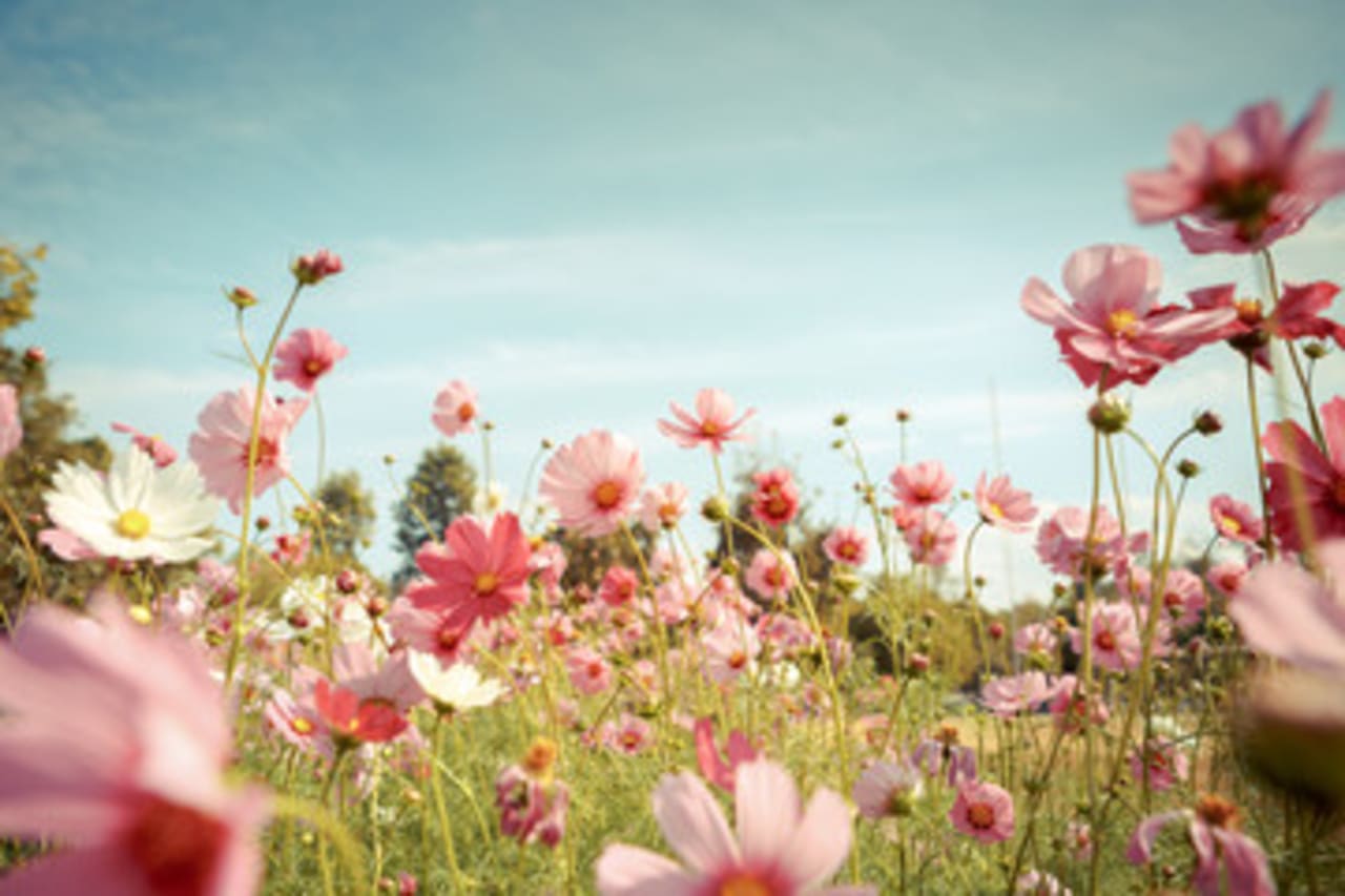 Bien se préparer au retour du printemps