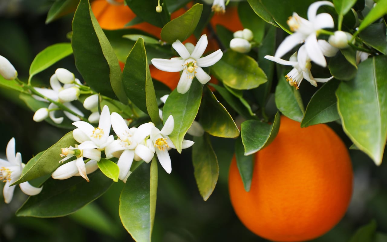 Tutto quello che c'è da sapere sul Fiore d'arancio 