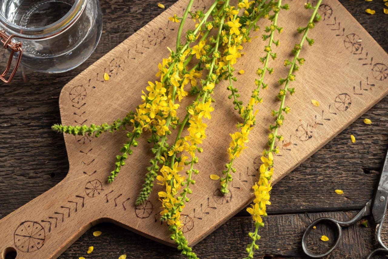 Aigremoine (Agrimonia eupatoria) : une plante aux vertus digestives et apaisantes