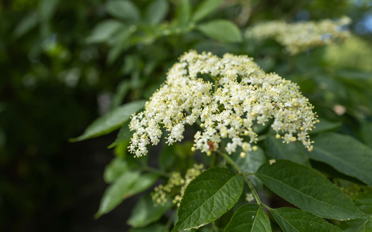 Sureau noir (Sambucus nigra) : définition, propriétés et bienfaits