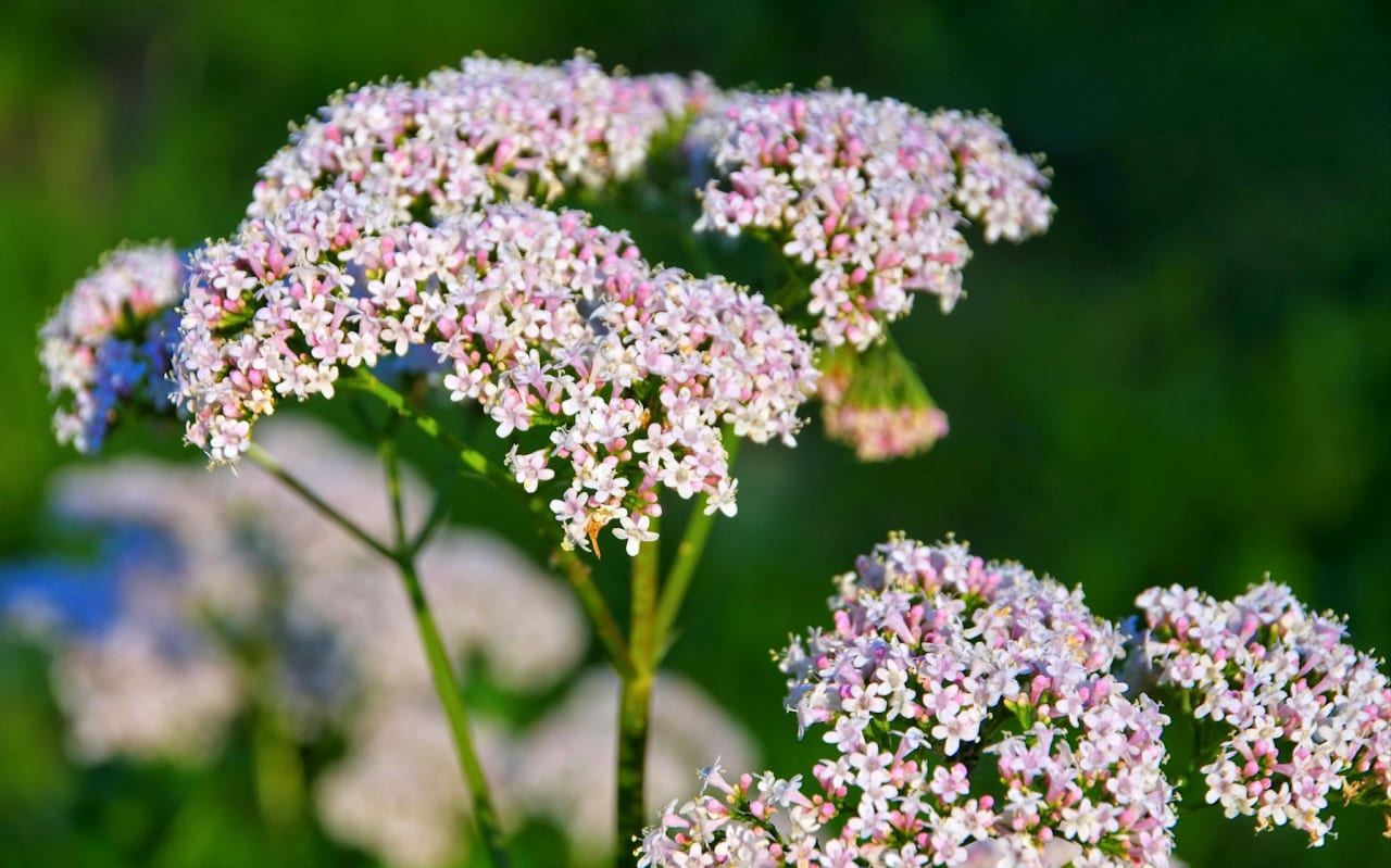 Quels sont les bienfaits de l'infusion de Valériane ?