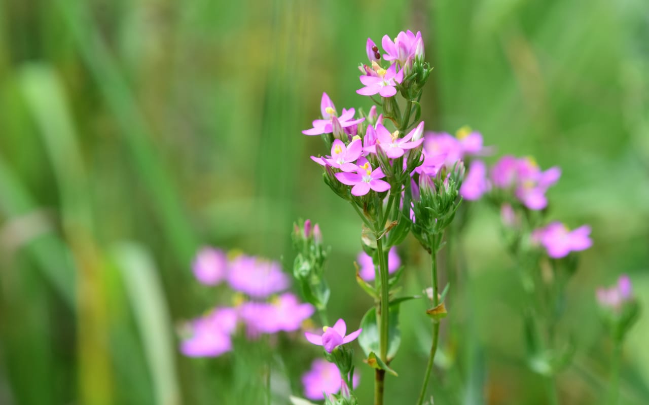 Centaurée (Centaurium erythraea) : définition, propriétés et bienfaits
