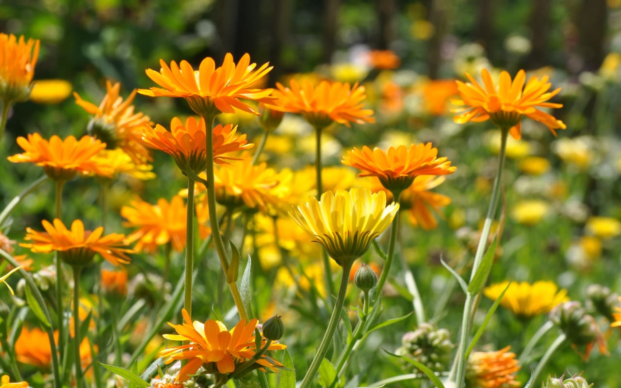 Souci officinal (calendula officinalis) : propriétés et bienfaits