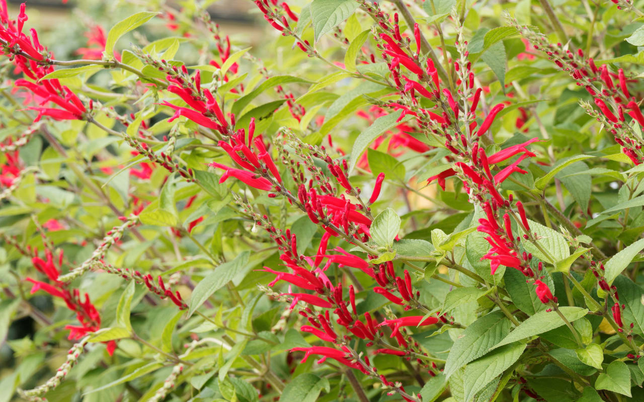 Sauge ananas (Salvia elegans) : définitions, propriétés et bienfaits