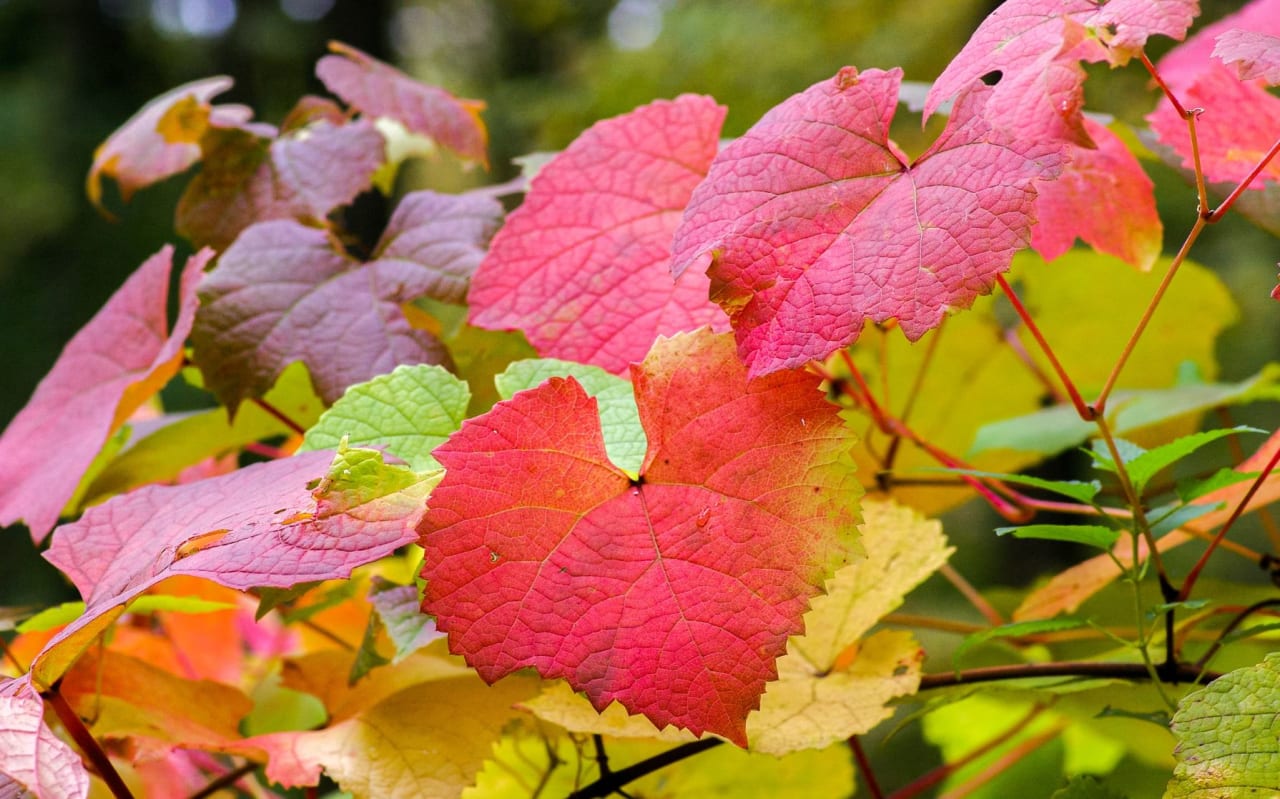 Vigne Rouge : les bienfaits de cette plante et nos conseils d'utilisation