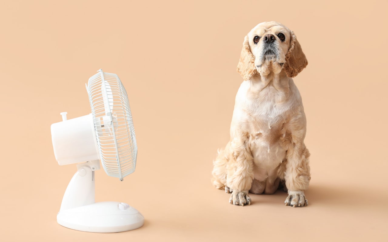 Canicule : comment protéger efficacement son animal de compagnie