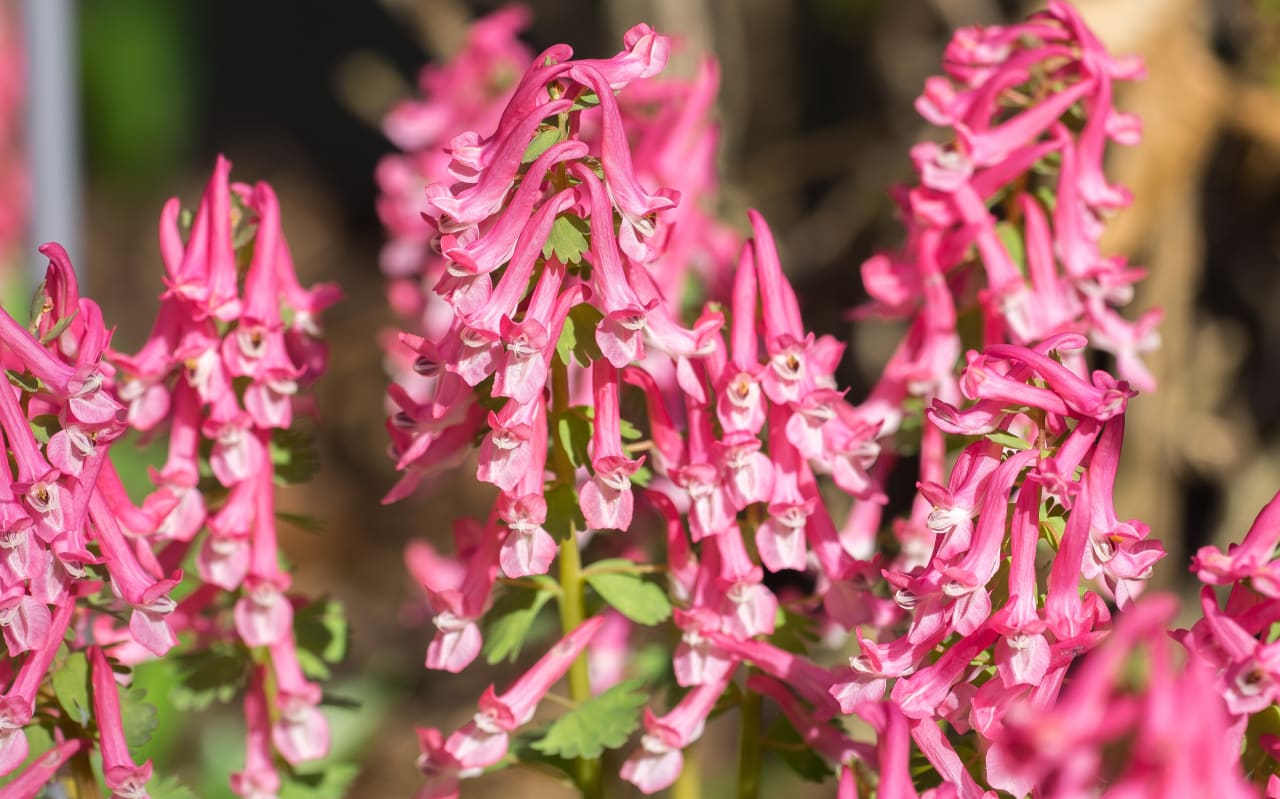Fumeterre (Fumaria officinalis) : définition, propriétés et bienfaits