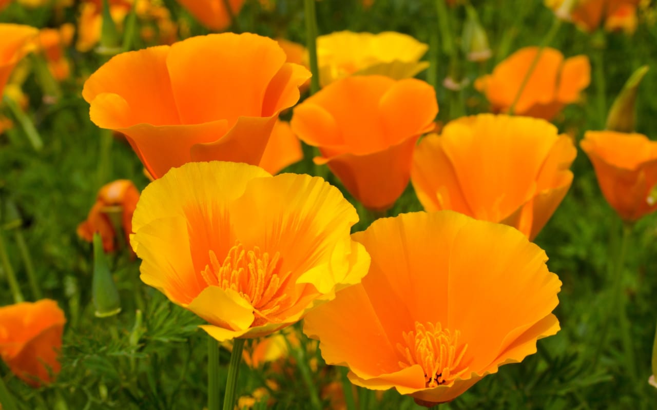 Pavot de Californie (Eschscholzia californica) : définition, bienfaits et utilisations
