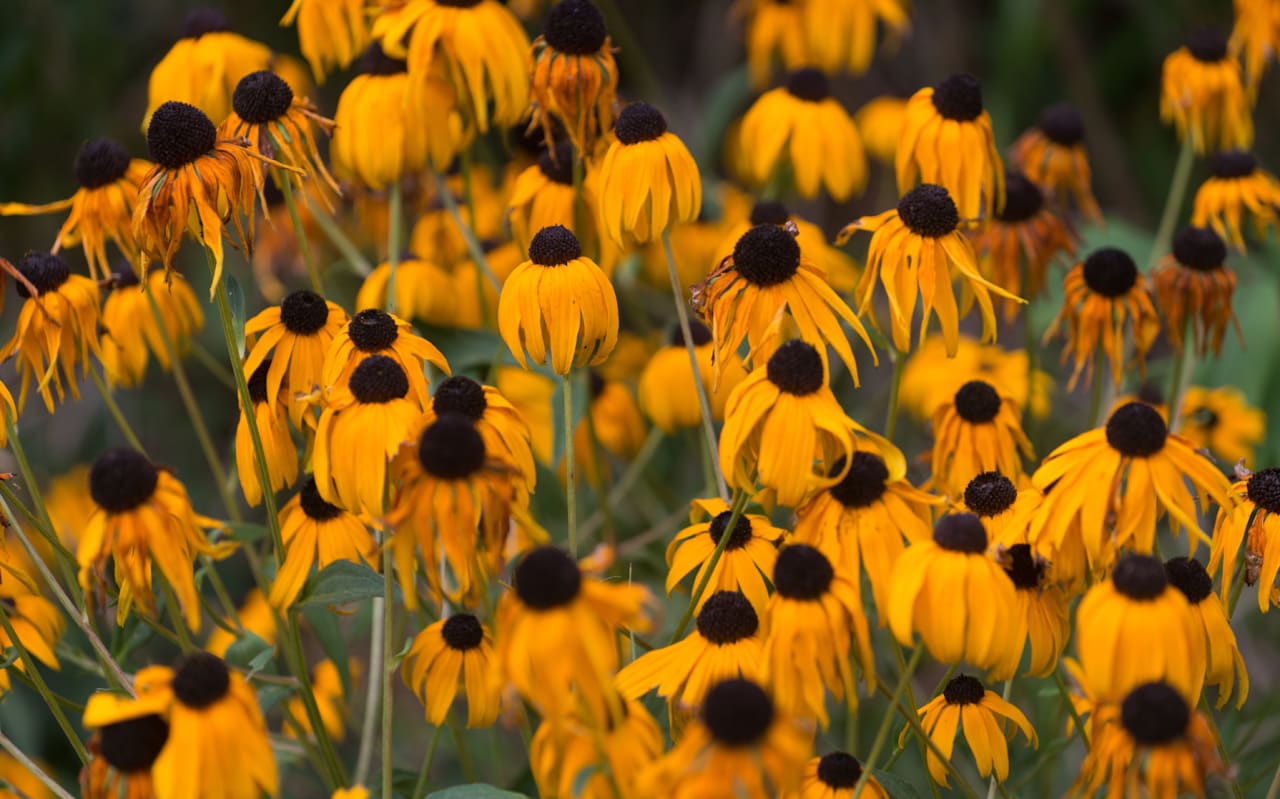 Jardin sec et chaleur extrême : que faire ? Les solutions naturelles