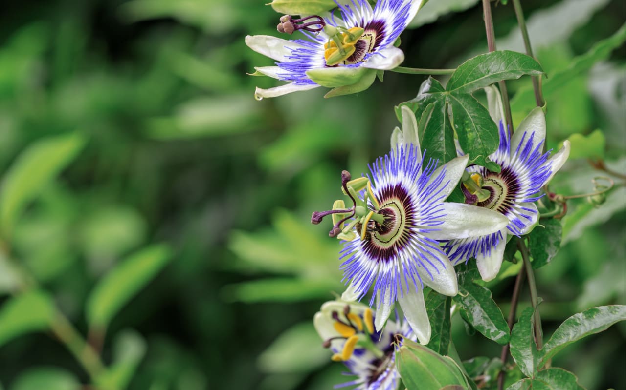 Passiflore et sommeil : quel lien ?