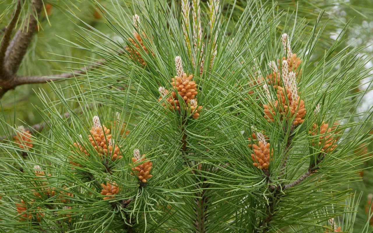 Pin maritime (Pinus pinaster) : Définition, bienfaits et utilisations 