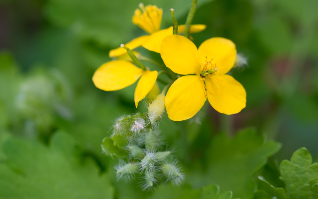 Chélidoine (Chelidonium majus) : définition, propriétés et bienfaits
