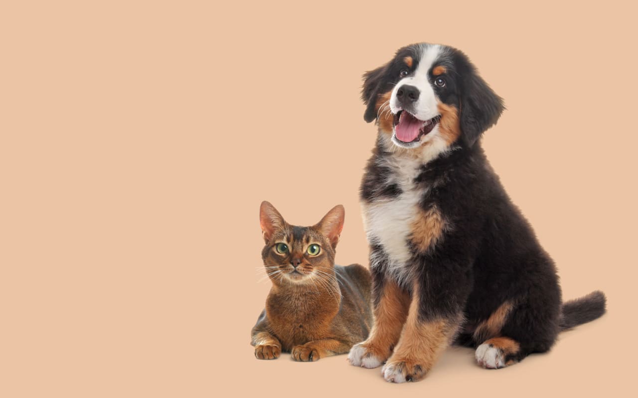 Attention à ce petit épi qui peut s’infiltrer partout : un vrai danger pour votre animal