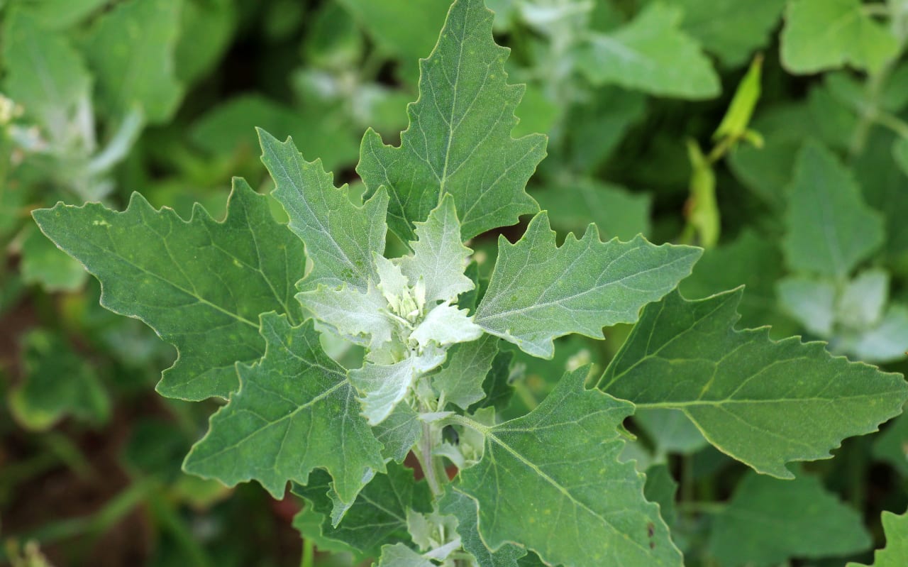 Chénopodes (Chenopodium spp.) : définition, propriétés et bienfaits