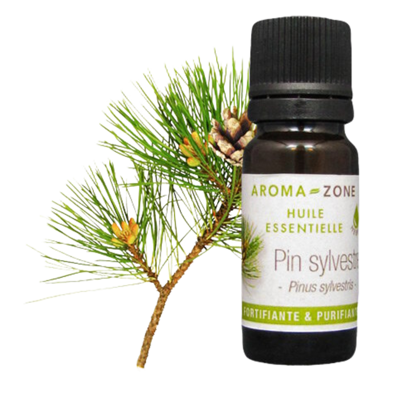 Olio essenziale di Pino silvestre