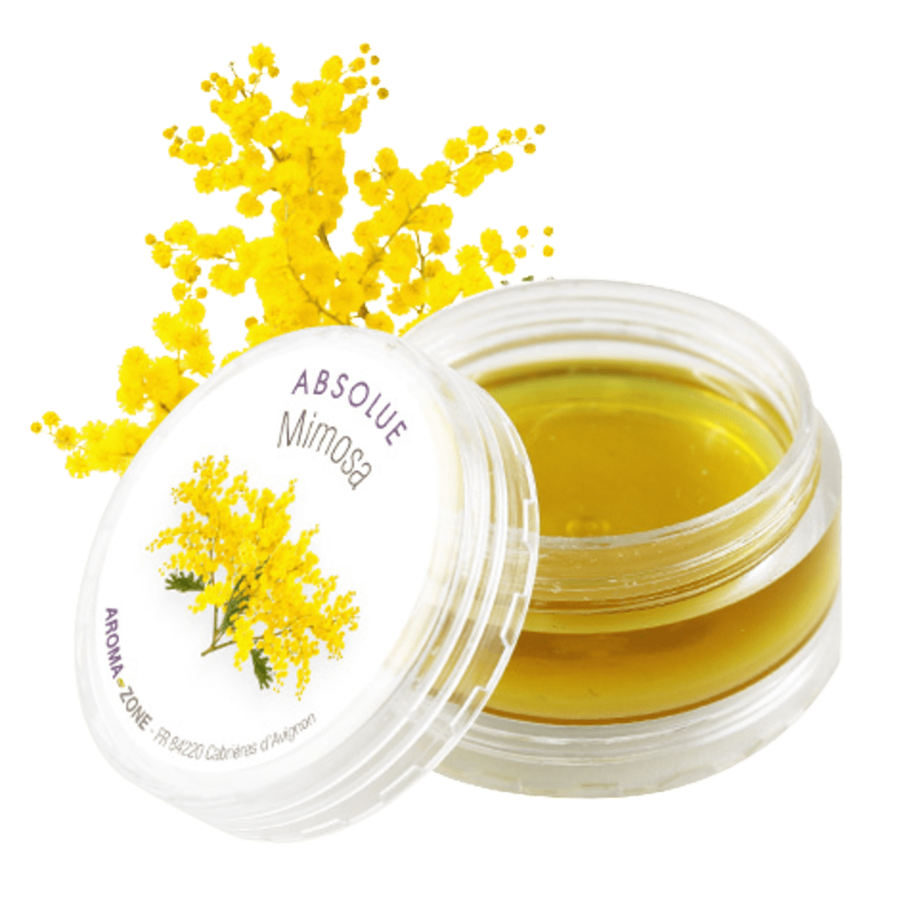 Assoluta di fiori di Mimosa
