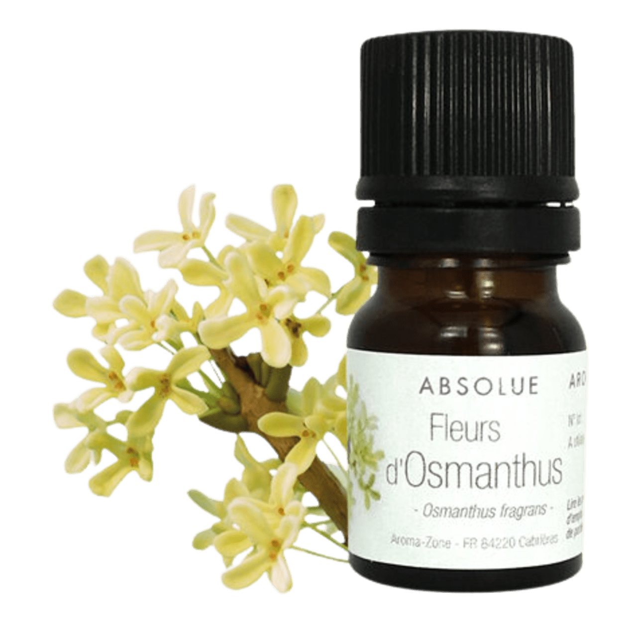 Assoluta di fiori di Osmanto