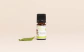 Kigelia Extract