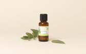 Huile essentielle Eucalyptus radié BIO
