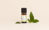 Huile essentielle Laurier noble BIO