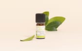 Olio essenziale di Zenzero officinale