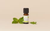 Organic Provençal Peppermint Essential Oil
