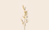 Baume démaquillant soin Avoine & Phytostérols