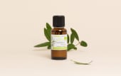 Huile essentielle Eucalyptus citronné BIO