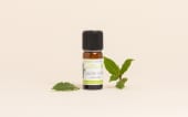 Huile essentielle Laurier noble