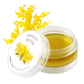 Assoluta di fiori di Mimosa