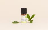 Huile essentielle Laurier noble BIO