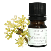 Assoluta di fiori di Osmanto