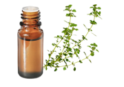 Olio essenziale Timo linalolo BIO
