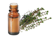 Huile essentielle Thym à thymol
