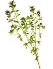 plante_thym-thujanol_0