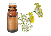 Huile essentielle de Fenouil doux BIO