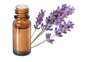 Huile essentielle Lavande vraie de Bulgarie BIO