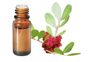 Huile essentielle Lentisque pistachier BIO