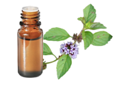  Huile essentielle Menthe des champs BIO