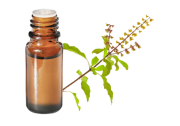 Huile essentielle Basilic sacré BIO