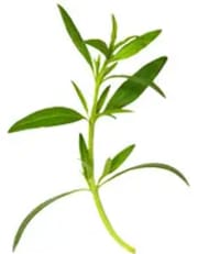 plante_estragon
