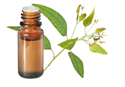 Huile essentielle Eucalyptus mentholé BIO