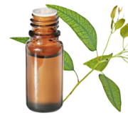 Huile essentielle Eucalyptus mentholé BIO
