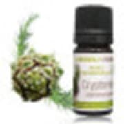 catalogue_he_cryptomeria.jpg